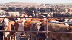 Cow Farming: An Essential Pillar of Agriculture