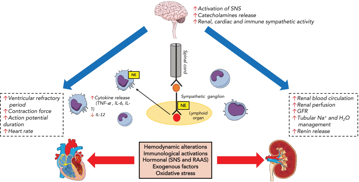 Renal Enzyme: Role, Types, and Clinical Significance